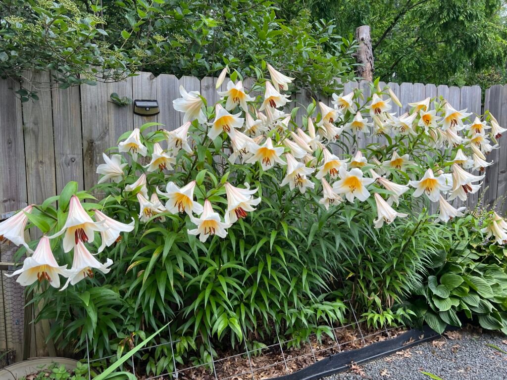 IMG_2689 | WISE360 blooming lilies in a garden