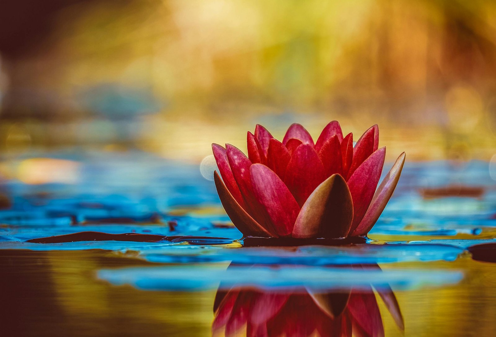 A vivid red water lily blooms elegantly on a serene pond, reflecting its beauty.