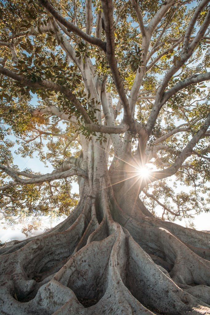 Photo by Jeremy Bishop | WISE360 Stunning low angle view of a majestic tree with sunburst filtering through lush branches.