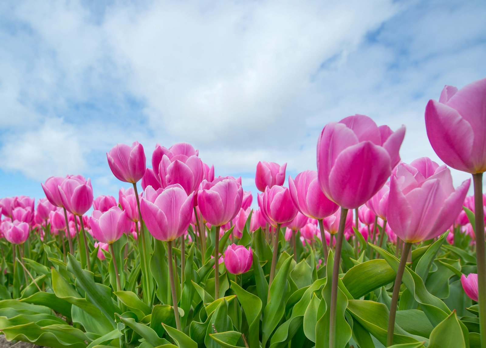 A beautiful field of blooming pink tulips under a bright blue sky offering a scenic view.